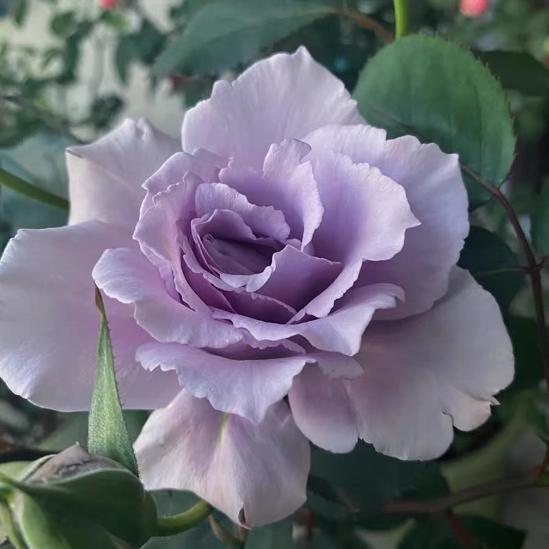 河本新品爽  一加仑盆  包邮