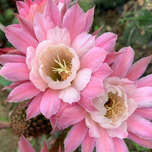 奈何之花 金妞属仙人柱 经典花色 仙人球 毛花柱无根侧芽对版