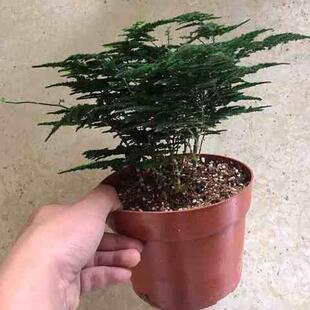 云竹云松竹盆景矮文竹文竹球唐山四年老苗
