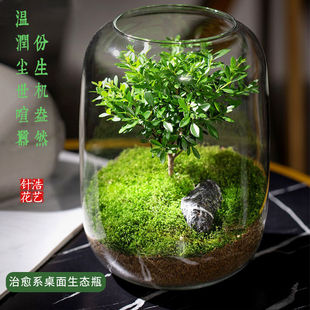 微观造景懒人苔藓微景观办公室宿舍生态植物生态瓶生命之树真植物