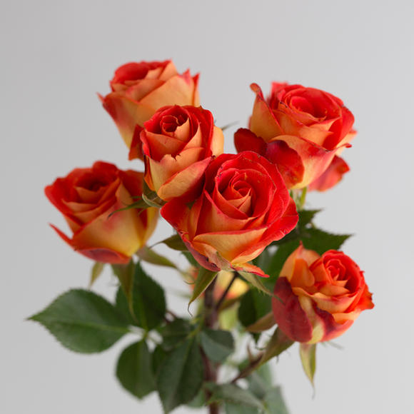 厂家狂欢泡泡月季花苗阳台月季颜色俏丽橙色丰花玫瑰盆栽四季花卉