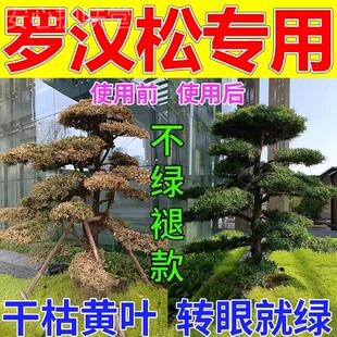 罗汉松专用肥防黄落枯叶烂黑根腐杀虫药剂喜酸植物叶面喷施营养液