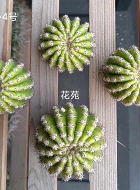 开心1号An02.01丽花仙人球开心4号包对版