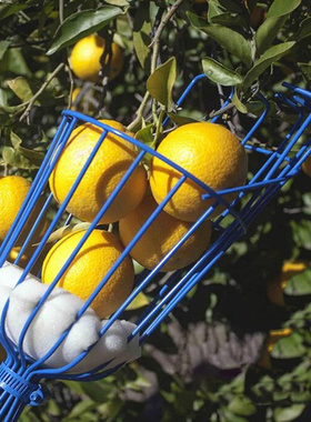 Deep Basket Fruit Picker Head Convenient Fruit Picker Catche