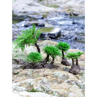 养泡在种在水里的假山植物附石草小叶卷柏树盆景老桩吸水石头不死