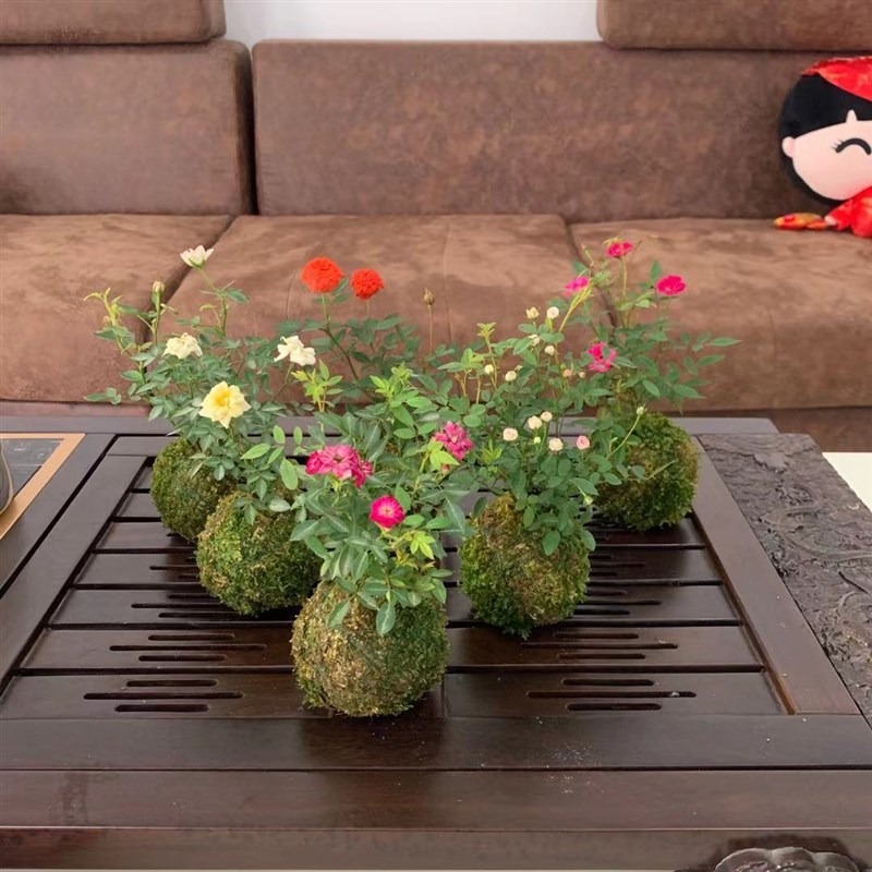 带花苞四季开花迷你型超微型月季玫瑰苔玉苔藓球客厅桌面绿植花卉