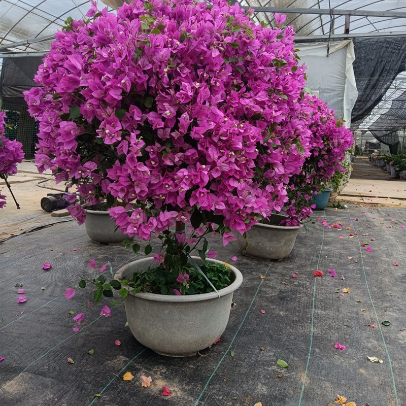 原生独杆棒棒糖型的三角梅,四季开花