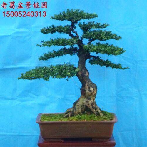 极速米叶罗汉松盆景树桩实物  四季常青 小叶罗汉松主干好