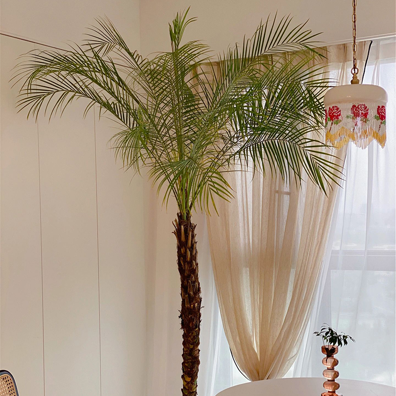 针葵椰子树刺葵棕榈树真绿植大型热带风植物好养网红轻奢落地盆景