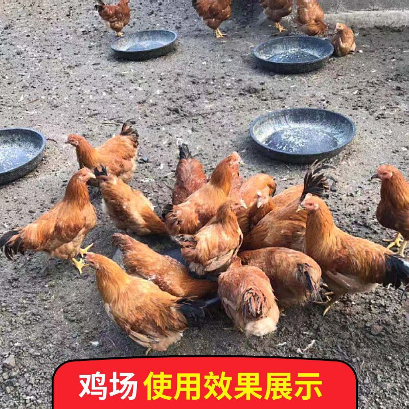 喂猪盆新品圆形喂鸡料小鸡仔猪保育料槽食槽鸭鹅牛筋饲料槽喂食器