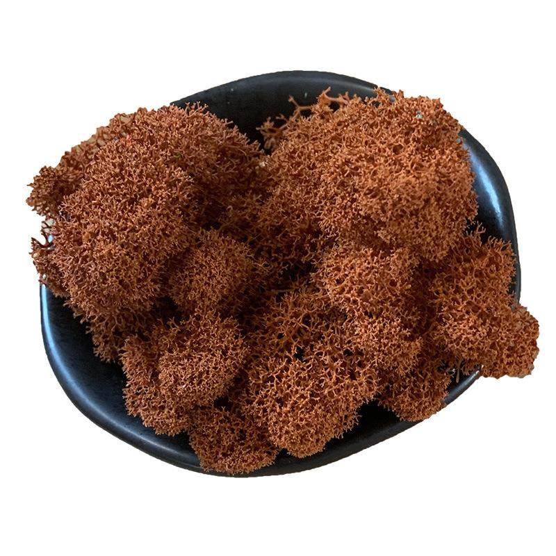 永生白发藓大灰藓块微景观瓶DIY材料永生苔藓现货,家居饰品,餐桌花艺,淘宝优惠券,粉丝福利购,淘宝优惠卷