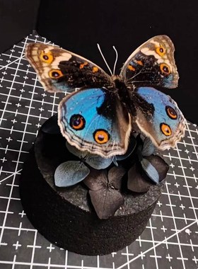 翠蓝眼蛱蝶真蝴蝶艺术标本玻璃罩摆件小众手工生T日收藏礼物真蝴