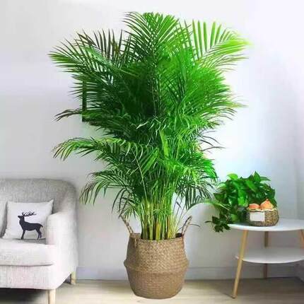 散尾葵富贵椰子袖珍椰子绿植盆栽植物室内客厅卧室办公室绿植前台