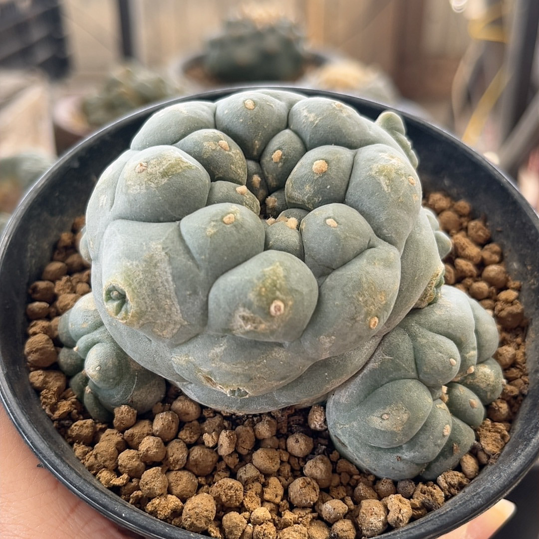 草球大疣自根 精品开花仙人球