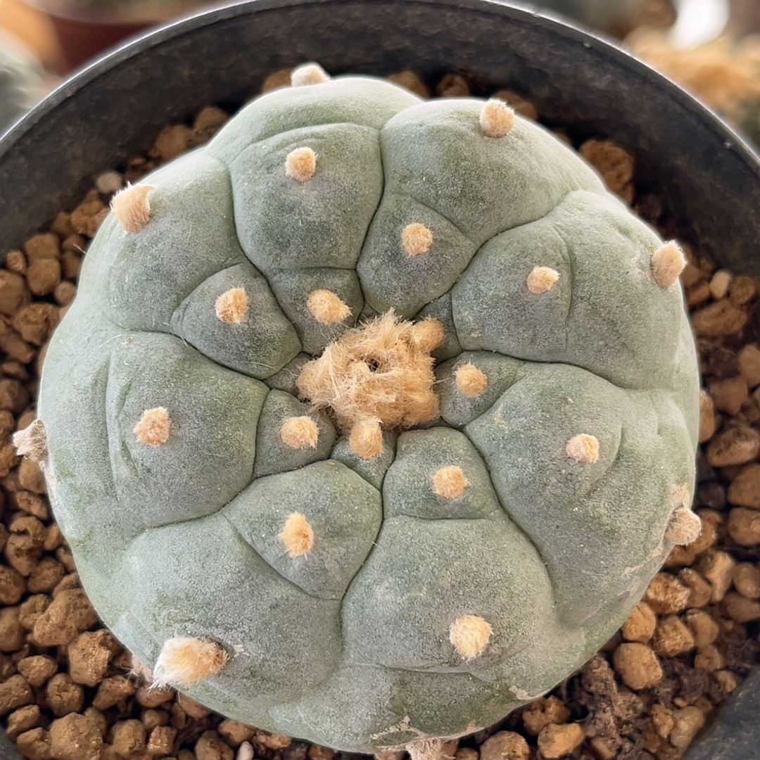 草球大疣自根 精品开花仙人球