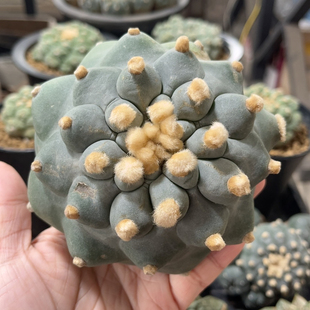 精品开花仙人球 草球实生