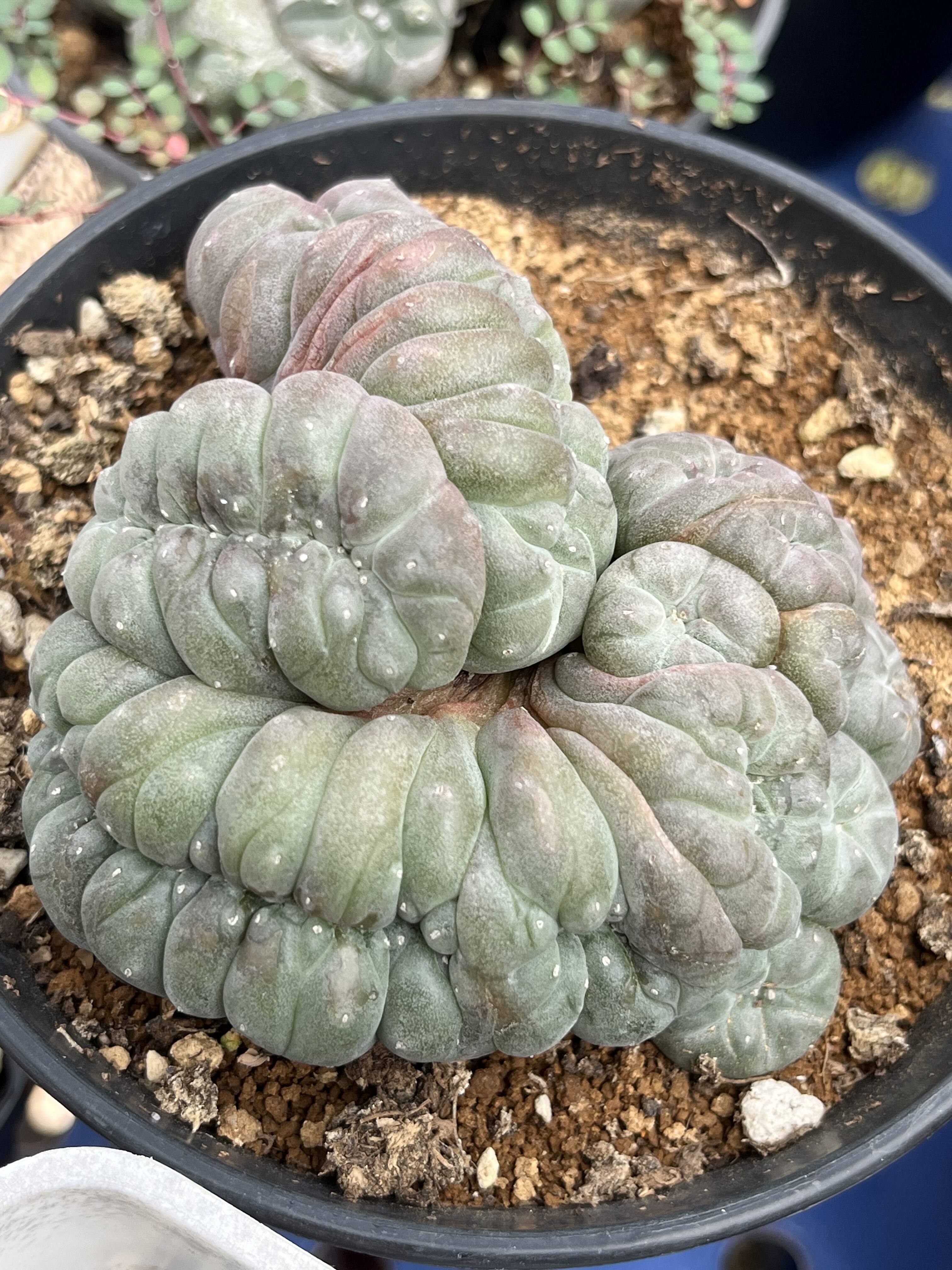 草球乌缀化实生精品开花仙人球