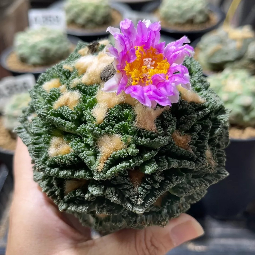 大疣螺旋辛顿牡丹 精品开花仙人球
