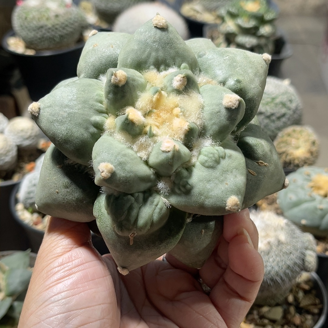 怒涛牡丹 精品开花仙人球