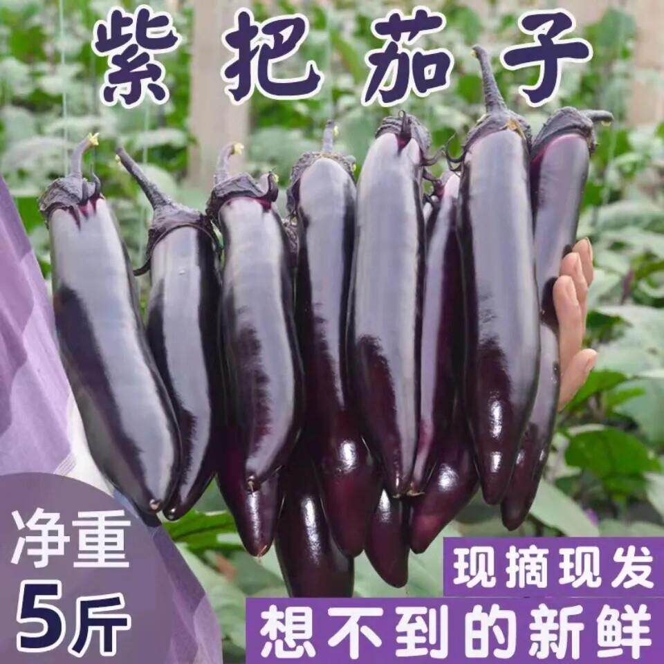 东北特产紫茄子 农家自种新鲜现摘牛奶紫库茄子生吃长茄子5斤包邮