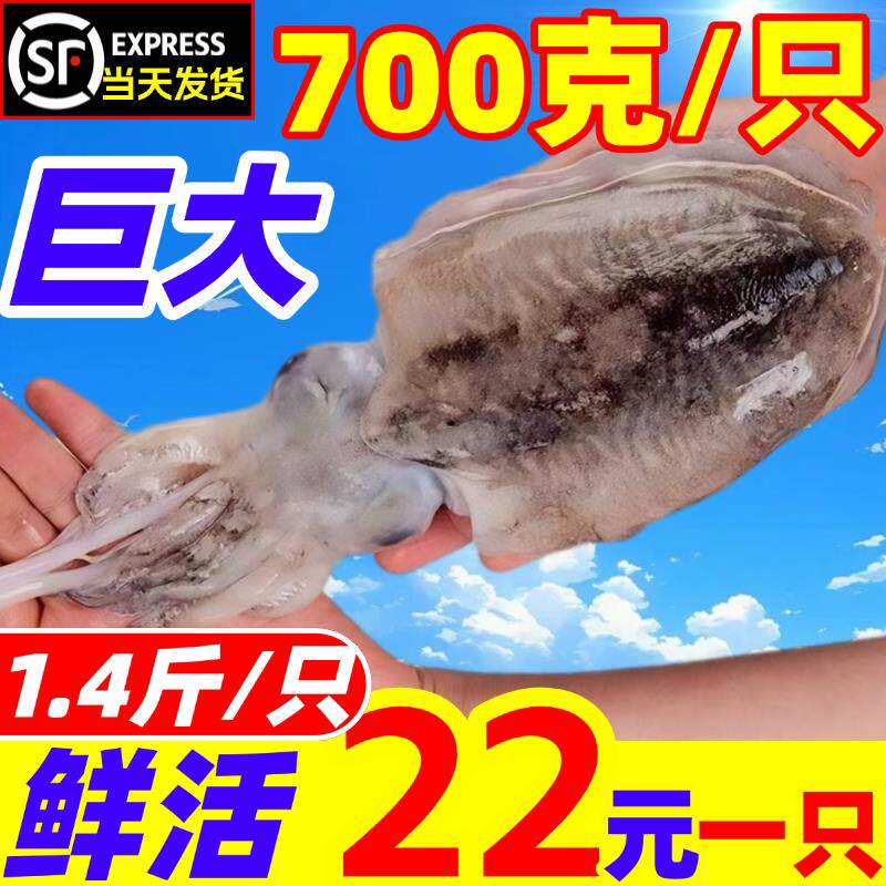 大墨鱼新鲜新货冷冻超大特大目鱼乌贼海捕墨鱼仔墨斗鱼海鲜水产