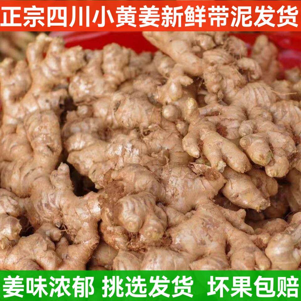 正宗四川小黄姜新鲜生姜老黄姜沙姜小块泡脚生姜土姜月子姜老母姜
