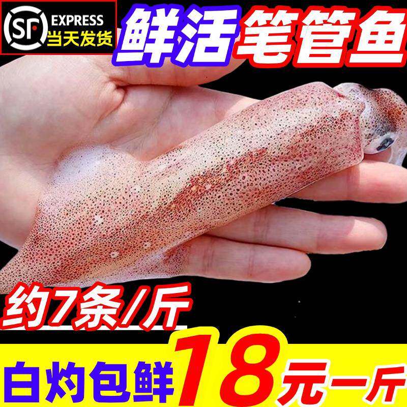小管鱿鱼白灼鱿鱼笔管鱼大笔管鱼生鲜小乌贼大鱿鱼鲜活海鲜水产