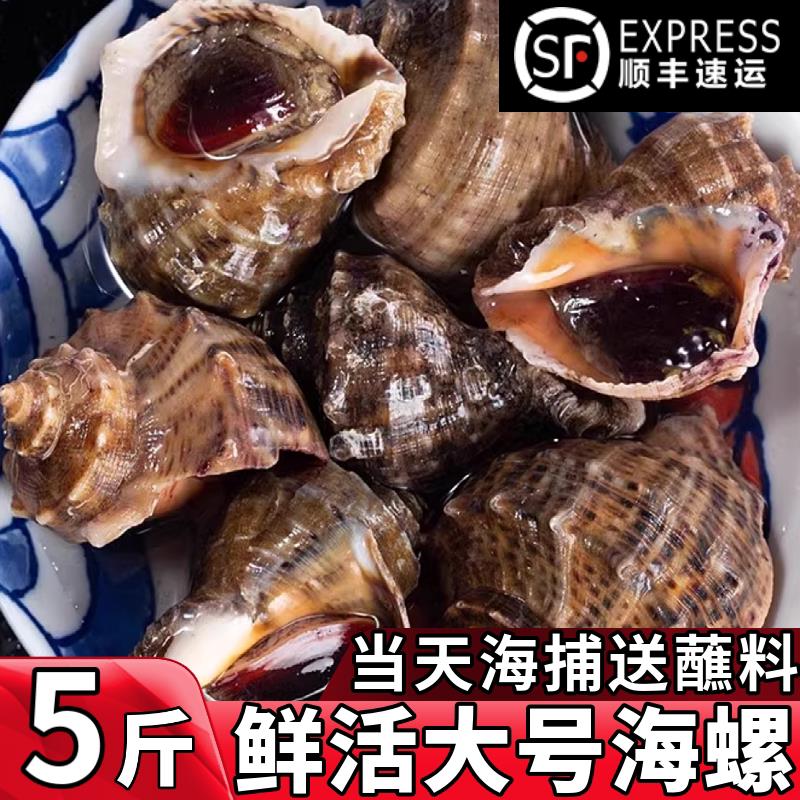 海螺鲜活特大海鲜超大海螺5斤新鲜响螺现发花螺水产现捕海鲜包邮