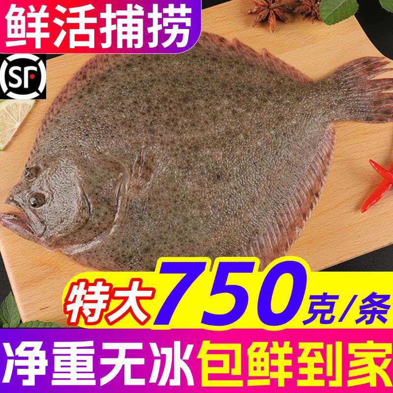 多宝鱼特大鲜活八宝鱼偏口鱼鸦片鱼无刺海鲜水产海鱼鲽鱼比目鱼