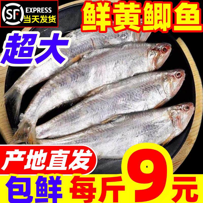 新鲜黄鲫鱼黄鲫子油炸烤子鱼黄尖鱼油扣鱼海鲜水产薄鲫海鱼非干货