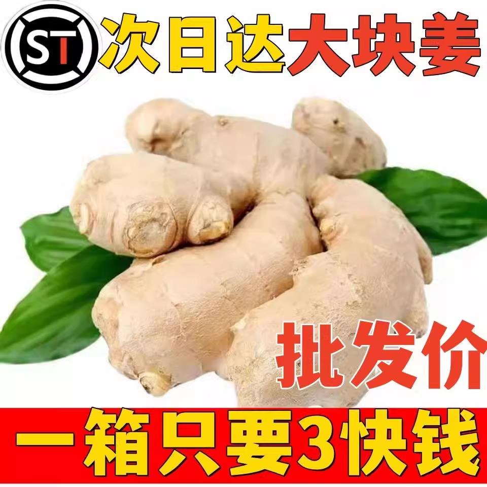 大姜新姜生姜10斤包邮新鲜现挖黄姜土姜现挖子姜嫩姜鲜姜嫩姜牙发