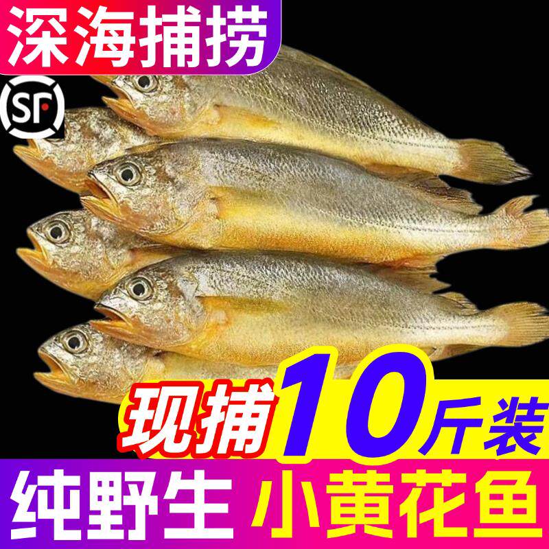 新鲜小黄鱼野生海捕鲜活冷冻小黄花鱼烧烤非大黄鱼商用海鲜水产