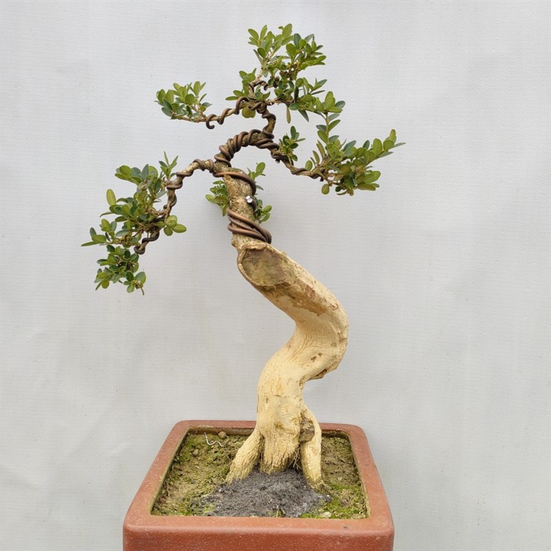 陕西白皮黄杨瓜子黄杨高山黄杨四季常绿 K 具有收藏价值的盆景盆