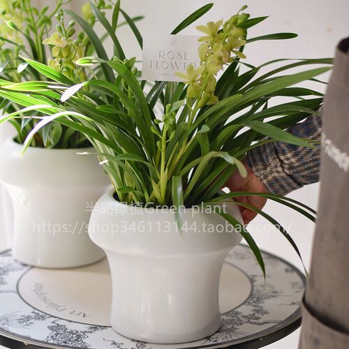 半岛植物 名贵香兰盆栽兰花带花苞发货花K卉四季开花绿植办公室内