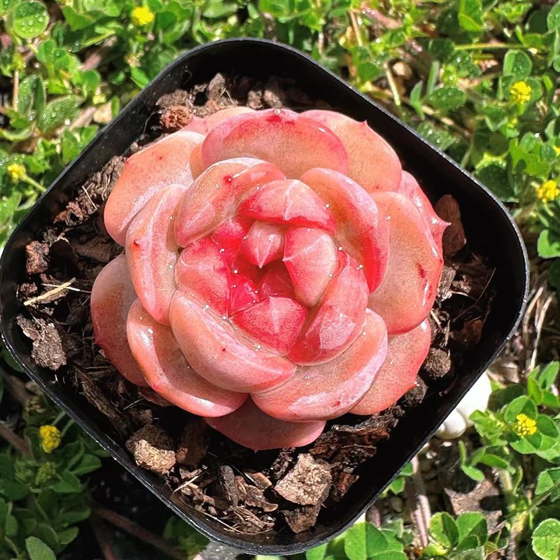 慢悠花房雪芙绒精品多肉办公室阳台绿植园艺P盆栽花卉庭院多肉植