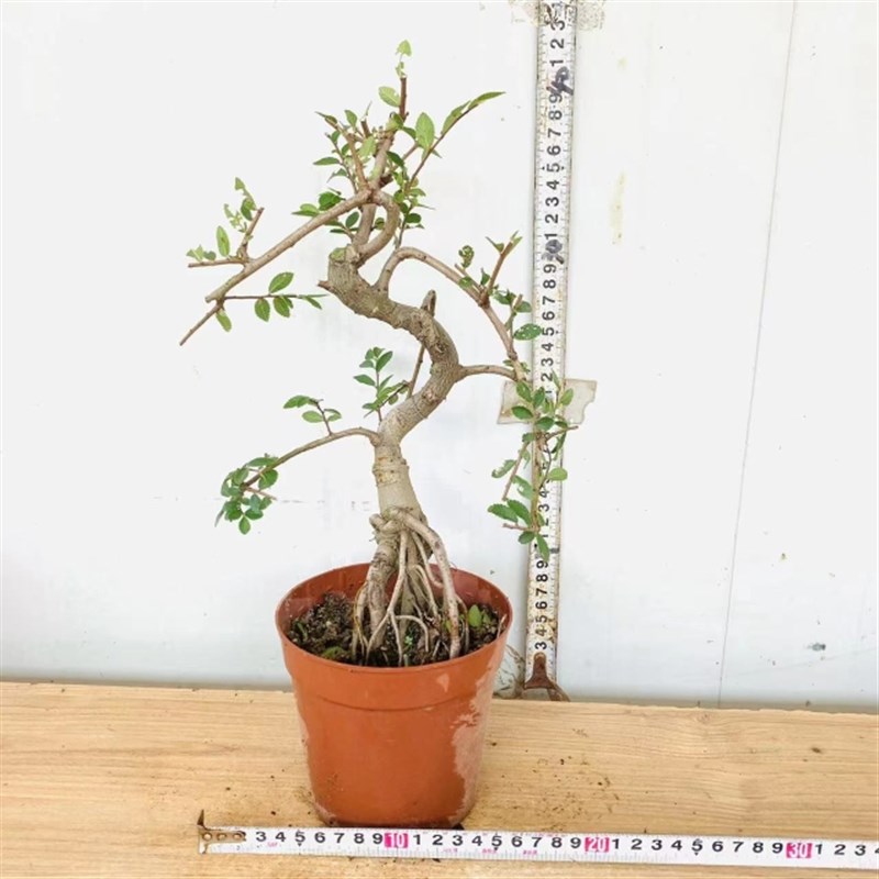 提根悬崖对节白蜡老桩游龙造型盆景游龙小叶榆树R庭院花园绿植盆