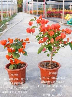 漫野花卉三角梅阿奴娜扦插苗带花发货勤花阳台四T季开花美观庭院