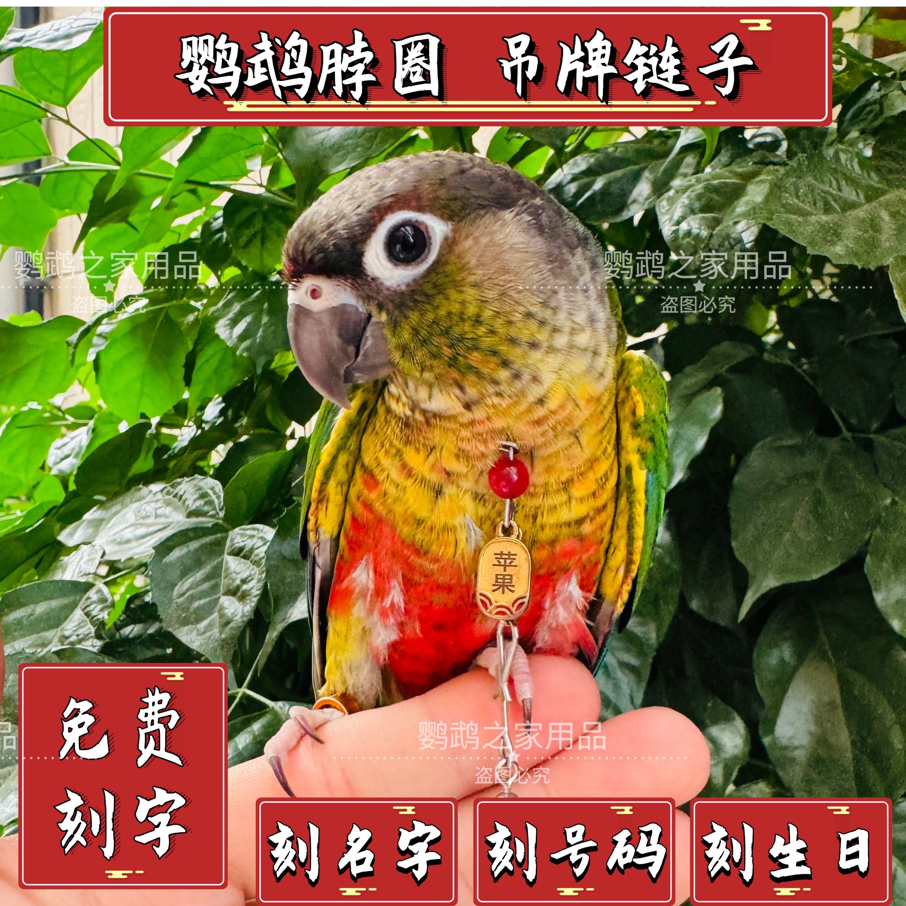 小太阳鹦鹉脖套定制刻字吊牌玄凤和尚金太阳吸蜜脖圈链子脚环链子,宠物/宠物食品及用品,宠物用品定制周边,淘宝优惠券,粉丝福利购,淘宝优惠卷