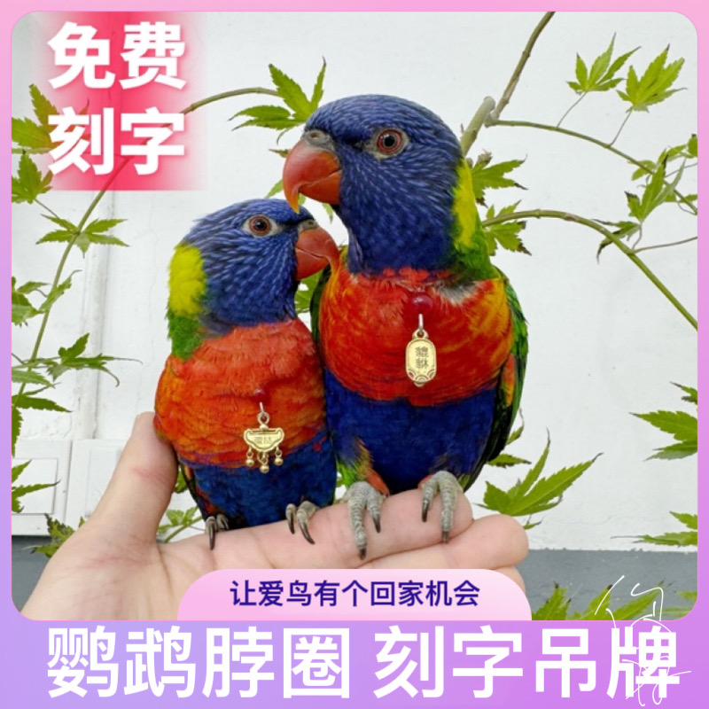 免费刻字玄凤鹦鹉定制刻字款脖套