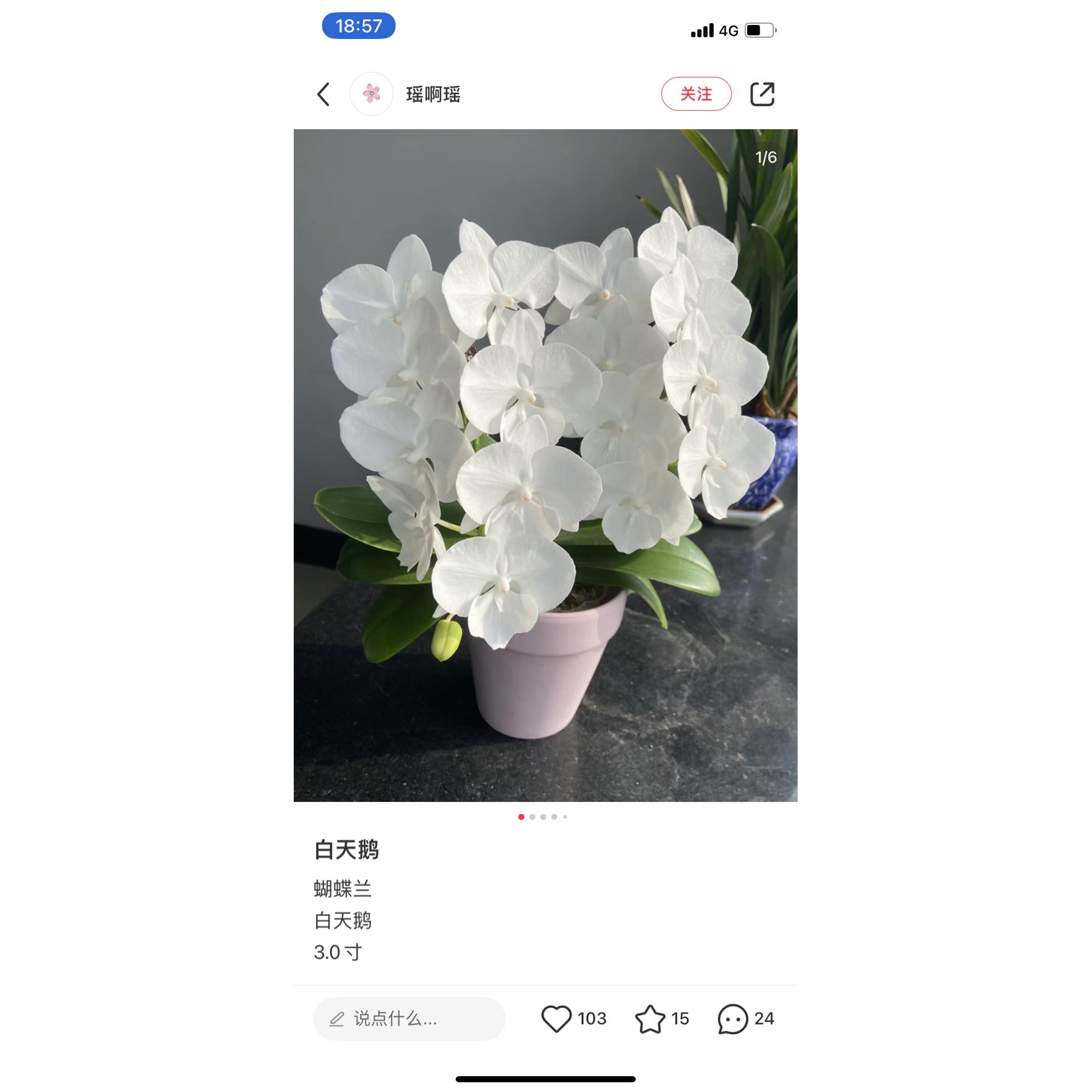 新疆包邮蝴蝶兰白天鹅3.0寸加高杯