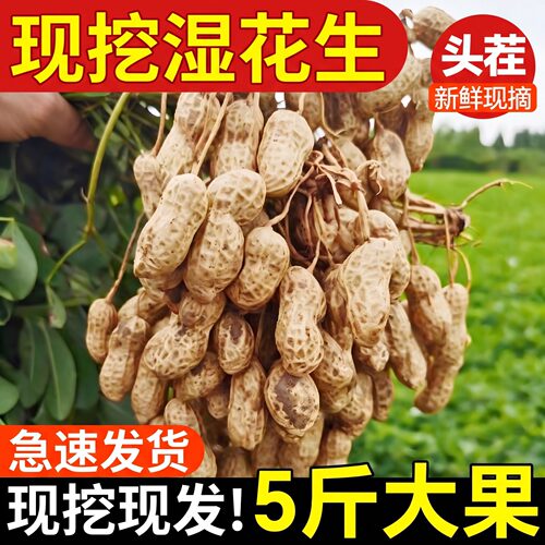2026当季新鲜花生可水煮