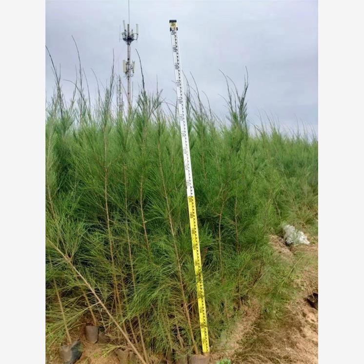 木麻黄树苗造林复绿苗马尾松树苗短枝木麻黄驳骨树苗绿化工程苗