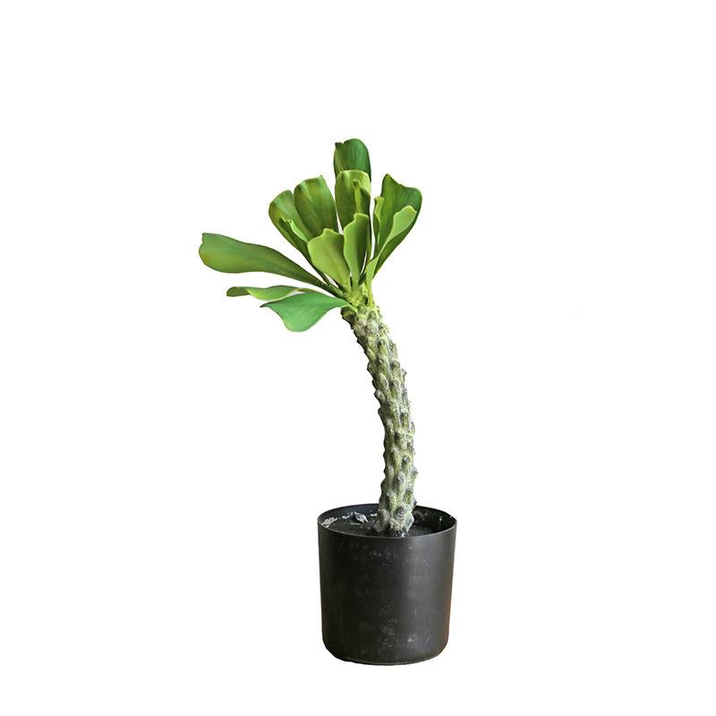 植被仿真巴西龙骨真绿植仿栽仙人柱霸王鞭仙人掌盆巴西龙骨树热带