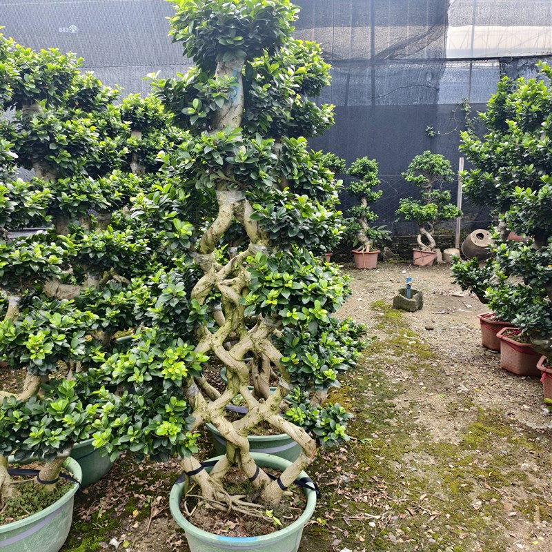 金钱榕盆栽绿植花卉大8字老桩造型s弯摇钱树N植物小叶人参榕树盆