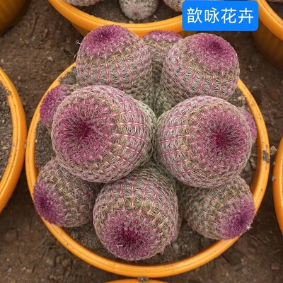 超大红太阳仙人球一物一拍稀有办C公室内防辐射盆栽含盆带土栽好