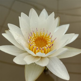 约瑟芬香型睡莲别墅庭o院水池成品苗盆栽水生花卉植物睡莲净化水