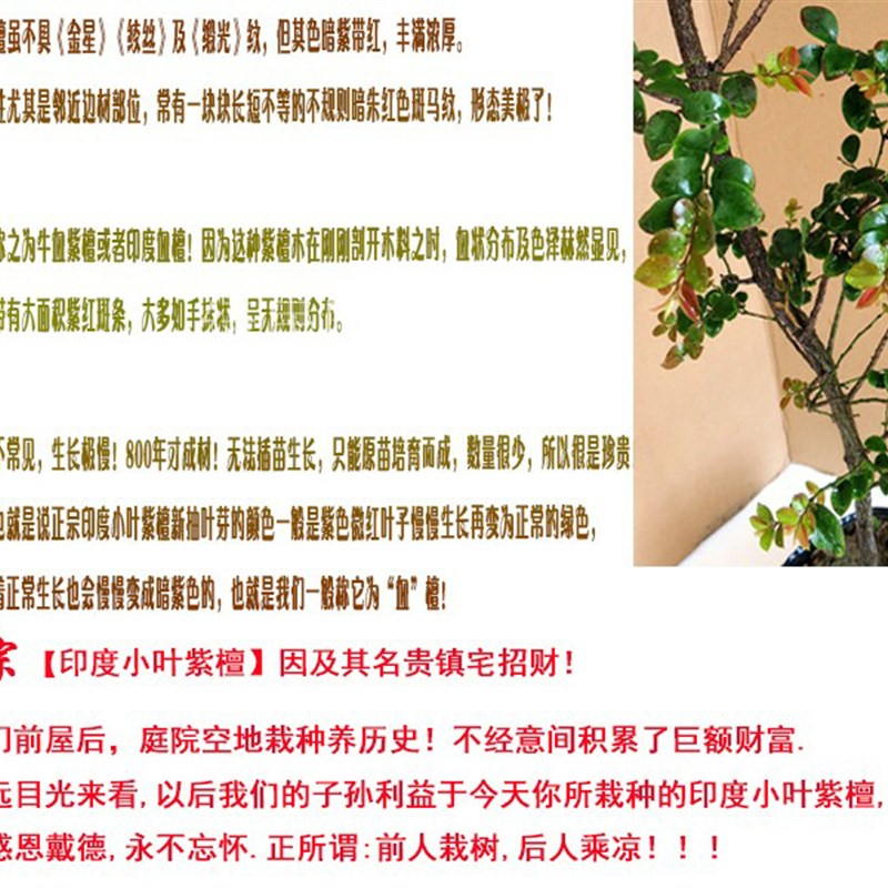 正宗 印度小叶紫檀树苗 紫檀盆景树桩绿植物紫檀木W 珍稀名贵盆景