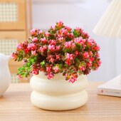 珊瑚珠锦多肉植物彩色p浆果多肉盆栽红色虹之玉多肉新手好养活盆