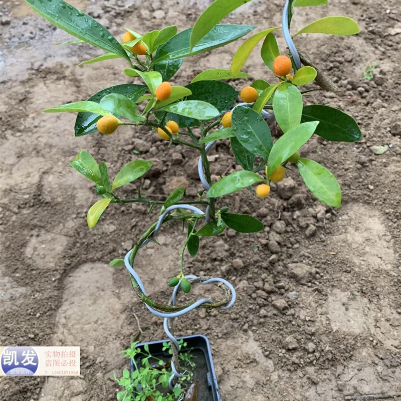 金豆盆景年宵绿植盆栽p过年四季老桩金黄冬季可食用春季金桔金豆