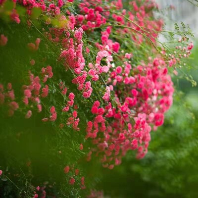 藤本爬藤月季大花浓香花卉观v花绿植物室内外阳台庭院蔷薇花苗四